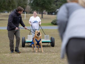 Weight Pull (8 of 41)