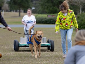Weight Pull (9 of 41)