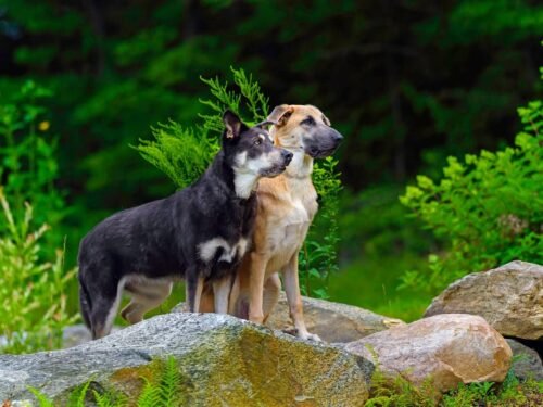 2026 COA Calendar Contest Cover Winner: Spook Nook Tasiilaq (Kaya) & Spook Nook Okemo (Loki) by Christopher Appoldt