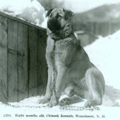 "Eight months old" Chinook Kennels, Wonalancet, NH