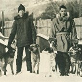 The diversity of size and color seen in the breed today, can be clearly seen in the photo below. This photo is of Walden (far right) with his Chinooks and the other B. A. E. dog drivers. In this photo, you see Chinook (far right), a dog with a tawny dog with a buff face (just next to Chinook), two black and tan Chinooks (two from Chinook and three in from the left) and several tawny dogs with dark muzzles.