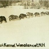 The lead dog on this team is probably Quimbo, Chinook's son. As you can see,
the black and tan Chinooks have a long history in the breed.
