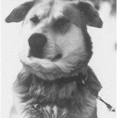 "Ballarat" Chinook Kennels, Wonalancet, NH