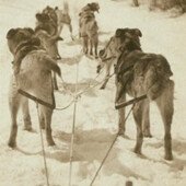 Dog Team, Wonalancet, NH