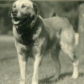 "Chinook" Chinook Kennels, Wonalancet, NH