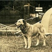 Sled, Tent, Chinook B. A. E., Chinook Kennels