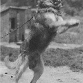 "Koskoquim, B.A.E." Chinook Kennels,
Wonalancet, NH
