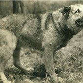 "Scaramouche B.A.E." Chinook Kennels, Wonalancet, NH