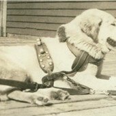 "Sled Dog" Wonalancet, NH