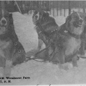 This postcard was mailed from Wonalancet on March 14, 1913. Along the border of
the card is written, "Mar 13,1913. The dogs names are Rud Yard Kip Ling."