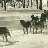 Dog Team with Chinook in the lead, Wonalancet, NH