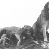 "A Husky Family" Chinook Kennels, Wonalancet, NH