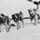 While it's impossible to tell color in black and white photos,
the wheel dog seen in several early photos appears to be
much lighter than the other dogs. Was he a precursor to
the buff dogs we see today?