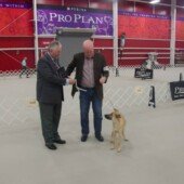 Seabreeze Tomorrow Bella Crie (Bella) - Best Novice Puppy