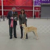 Laughing Mountain Moonshadow - Champion of Champions