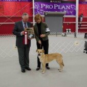 Skyland Sweet Dominica (Nica) - Best of Winners