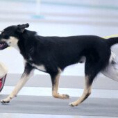 Cloudburst Ledgebak Eclipse (Tiber) - Best Male