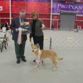 GreatMountain Ningo Saba - Altered Best of Breed