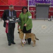 Bashaba Naunbat Nashira - Best Cross of Breed & chesterh Sweetie