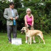 Wachusett Gulbrun Finley - Best Male Puppy