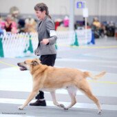 Laughing Mountain Zympo - Altered Grand Champion