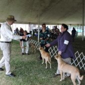 Best of Breed finalists