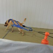 Weight Pull - Harper