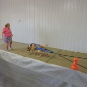 Weight Pull - Harper