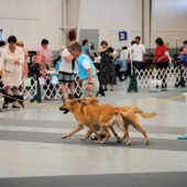 Zirks & Qivi - Brace