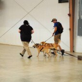 Pulling Seminar - Calista & Toby