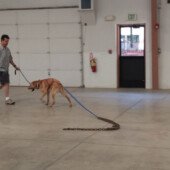 Pulling Seminar - Jagger