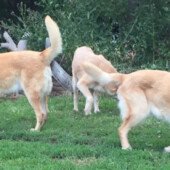 Chinooknic Mochi & Freyja