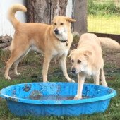 Chinooknic - Mochi & Zuzu