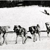 Chinooks crossing the finish line of the 1922 International Dog Race
Berlin, NH. The dogs have just run 120 miles. Photo taken 2-6-22.