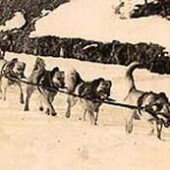 Walden and his Chinook team - December, 1922
Tamworth, New Hampshire