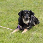 Jesson, the Sweetness Ninja