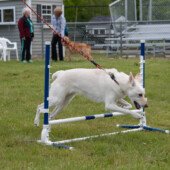 High jump
