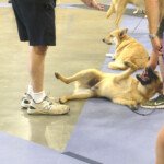 Chief being a silly pup