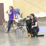 Kristy Jolly and BMD/Chinook cross Aelin