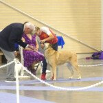 Honorable David Kittredge working with the Junior Handlers
