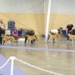 Seeley, Chelan, Lila, and Bella