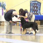 Judge Kittredge was impressed with the BMD/Chinook Cross and felt she was "more Chinook than Berner"