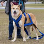 Desert Sol Keeper of the Stars (Renji)