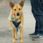 Ferncroft Bluebird Day (Miles)