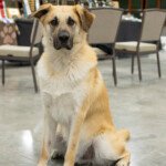 Frontier Tamanawas Tukamonuk (Tuk)