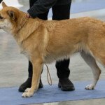 MountainThunder Enya