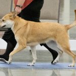 Mystique Pond Bella Luna Ila Blue (Luna)