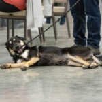 Mystique Pond Lunasa (Lucy)