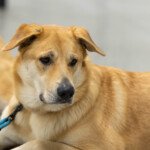 Mystique Pond Malina