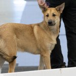 Mystique Pond Tetlin